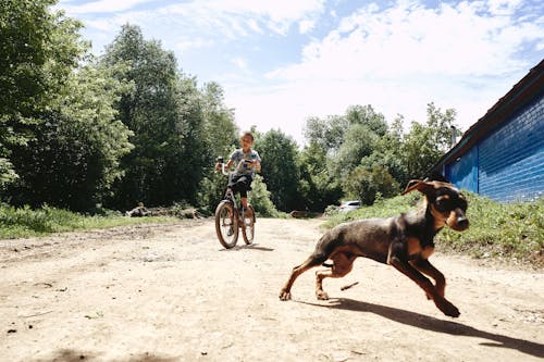 Free Dog on Dirt Road Beside a Boy Riding a Bike Stock Photo