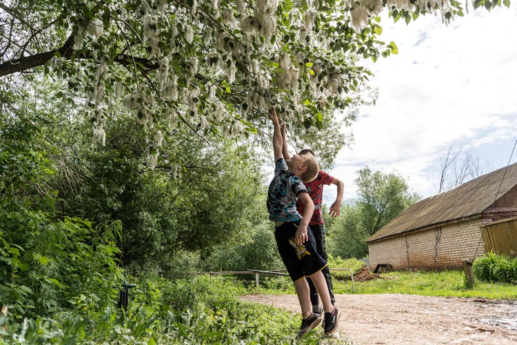 Boys Reaching For The Leaves In A Tree