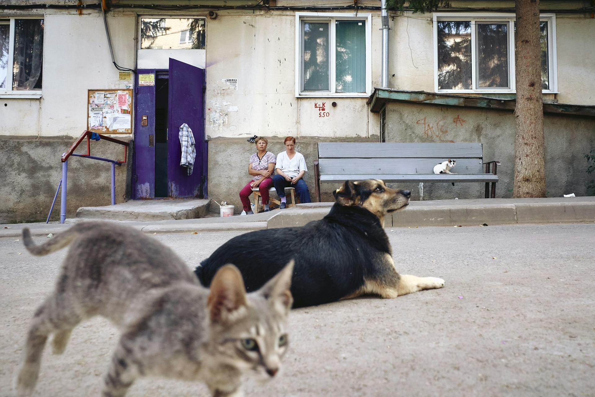 Photo of a Black Dog and a Gray Cat on the Street