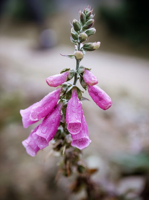 Close-up of a Purple Bell Flower