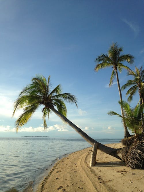 Darmowe zdjęcie z galerii z błękitne niebo, drzewa kokosowe, ocean