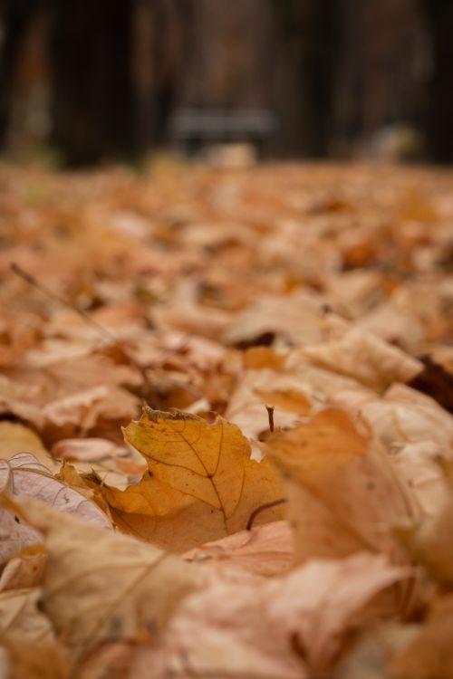 Free Beautiful close-up of dried maple leaves on a forest floor in autumn. Stock Photo
