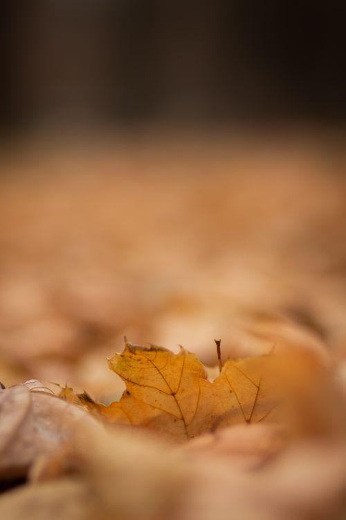 Free A serene close-up of golden autumn leaves resting on the ground in Slovakia. Stock Photo