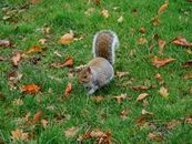 Brown Squirrel on Green Grass