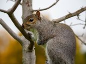 Gray Squirrel on Brown Tree Branch