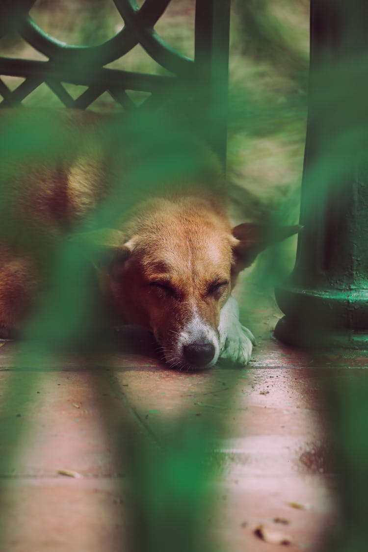 A Dog Sleeping On The Floor