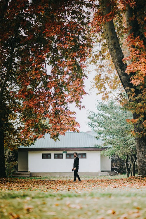 Kostenloses Stock Foto zu bäume, grünes gras, herbstfarben