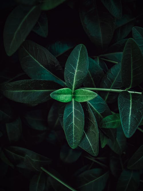Gratis lagerfoto af mørkegrønne blade, mørkegrønne planter, ovenfra