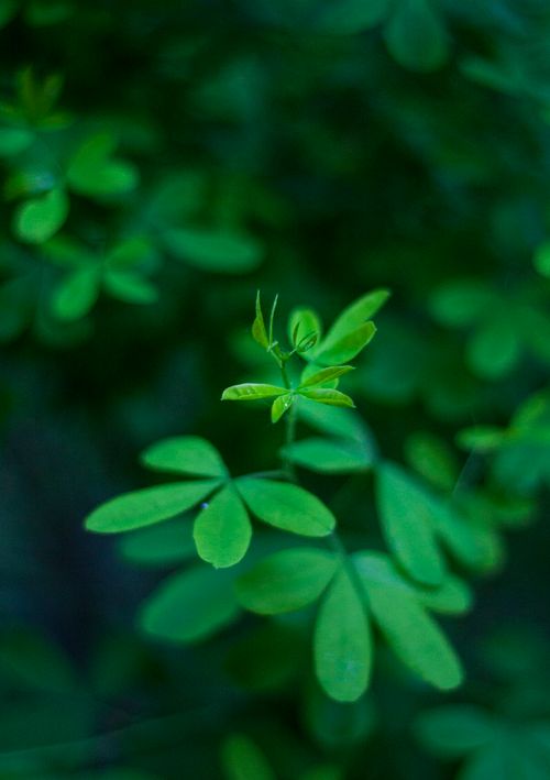 Free Close-up shot of vibrant green leaves with a blurred background, highlighting nature's beauty. Stock Photo