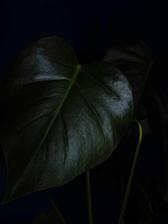 Close-Up Shot of a Green Leaf