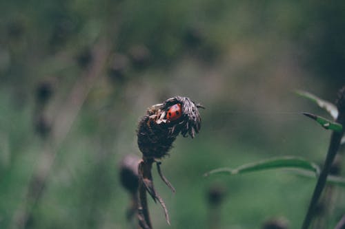 Ladybug on a Plant 