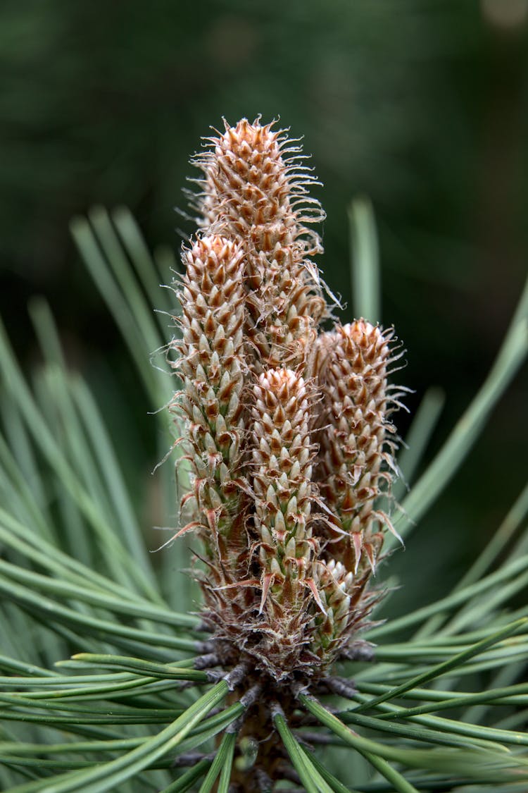 Sprouts On A Pine