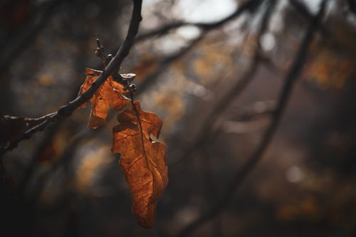 Free Close-up of dried oak leaves hanging from a branch in autumn with blurred background. Stock Photo