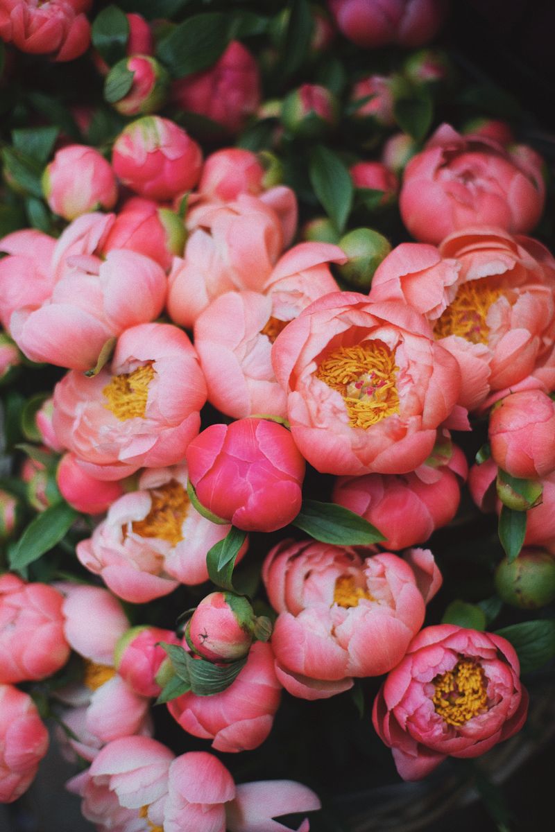 Romantic white garden rose bridal bouquet
