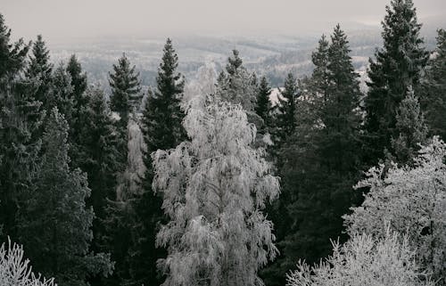 Foto d'estoc gratuïta de arbres, bosc, escala de grisos