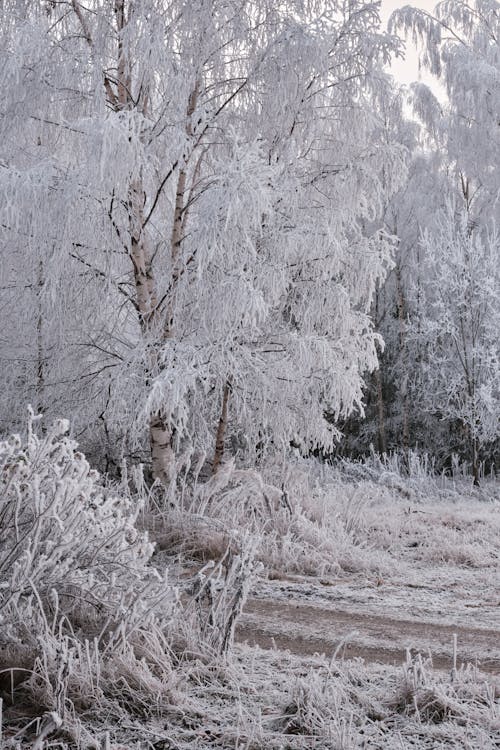 Kostenloses Stock Foto zu bäume, blattlos, frost