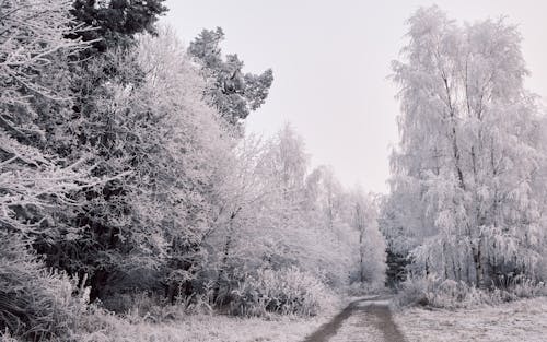 Ücretsiz ağaçlar, beyaz, doğa içeren Ücretsiz stok fotoğraf Stok Fotoğraflar