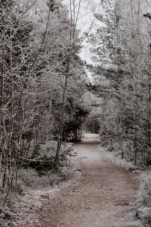 Základová fotografie zdarma na téma bezlistý, chodník, les