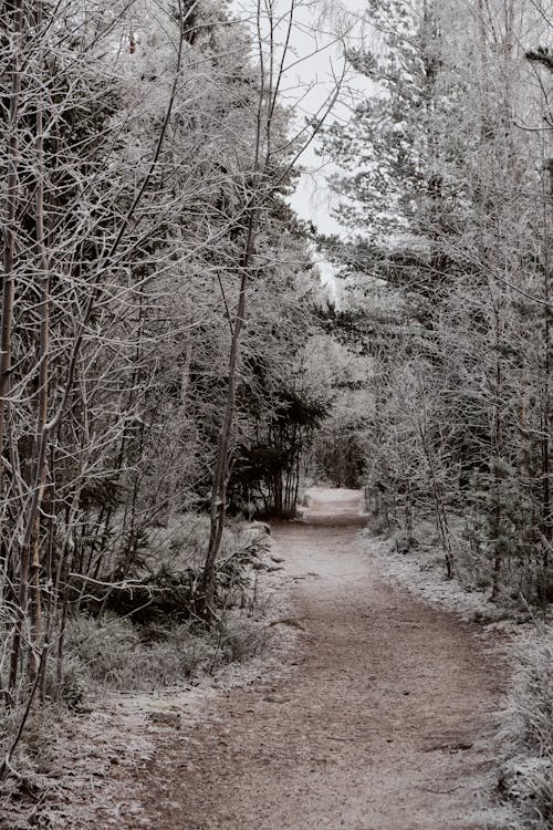 Pathway Between Trees Covered With Snow