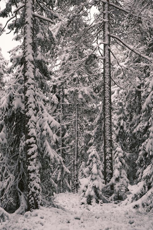 Snow-Covered Trees in the Forest