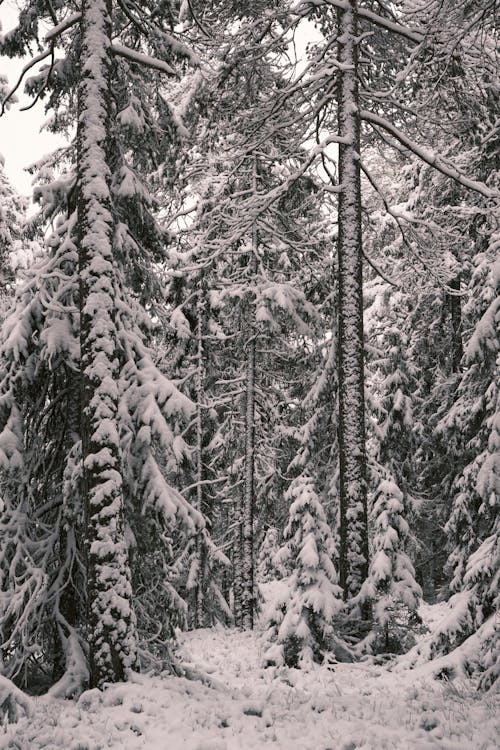 Fotos de stock gratuitas de arboles, bosque, invierno