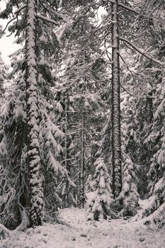 A tranquil winter scene of a snow-blanketed forest, capturing the quiet beauty of nature in winter.