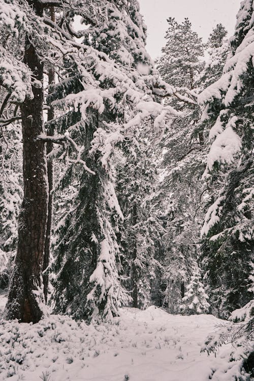 Kostenloses Stock Foto zu bäume, kiefer, schnee
