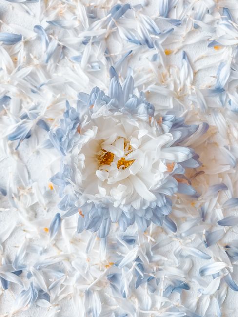 A minimalist, top-down view of blue and white flower petals artfully arranged on a white background for decorative use.