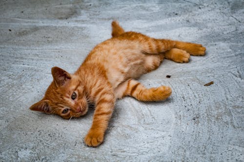 Close-Up Photo of an Orange Tabby Kitten Lying on the Ground