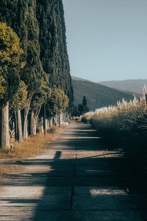 Free Tall Trees Beside a Concrete Road Stock Photo