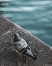 Black and White Bird on Gray Concrete Surface