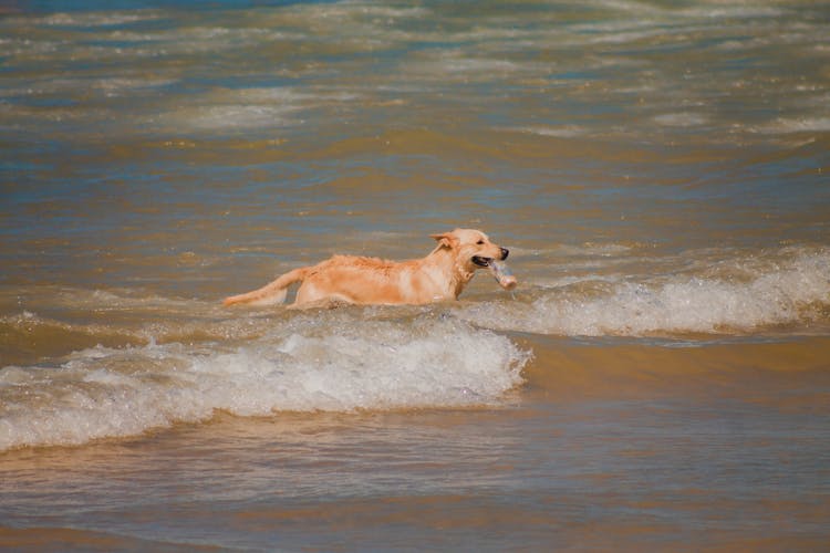 A Golden Retriever Running On Water