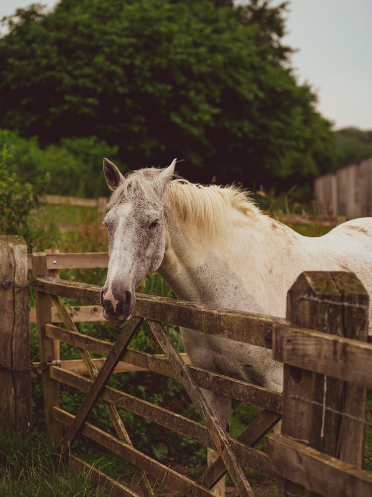 Portrait Of Horse Behind Fence