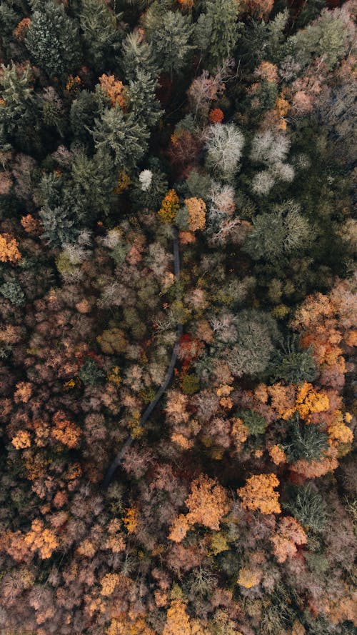 Drone Shot of a Forest During Autumn