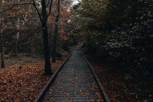 View of a Walkway between Autumnal Trees