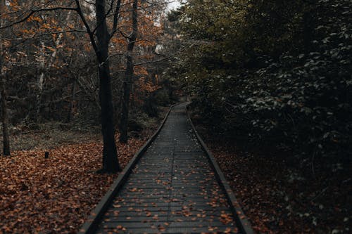 Fotobanka s bezplatnými fotkami na tému cestička, chodníky pre chodcov, flóra