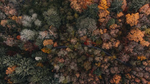 Drone Shot of a Road Passing a Forest