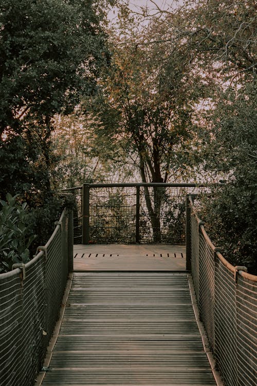A Bridge in a Forest