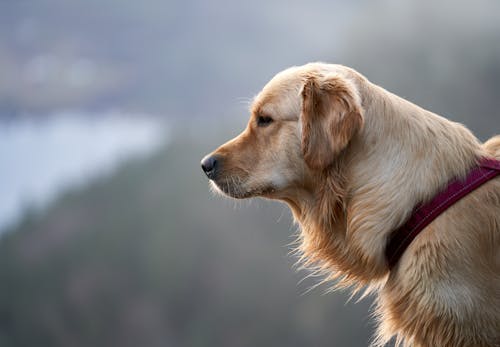 alan derinliği, arka plan bulanık, Golden Retriever içeren Ücretsiz stok fotoğraf