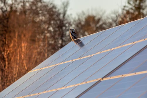 Free Owl Perching on Solar Panel Roof  Stock Photo