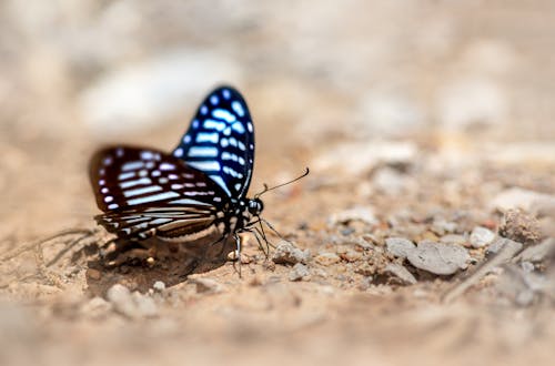 Close-up of a Butterfly on Sand 