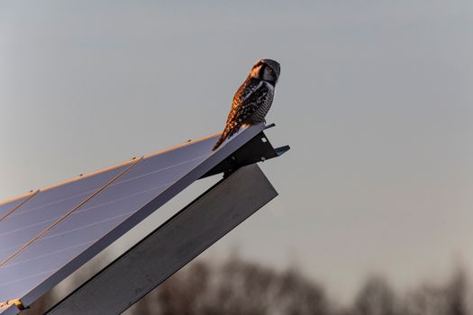  Northern Hawk Owl on Roof 