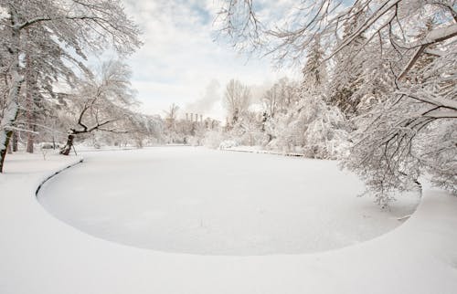 Immagine gratuita di alberi, congelato, coperto di neve