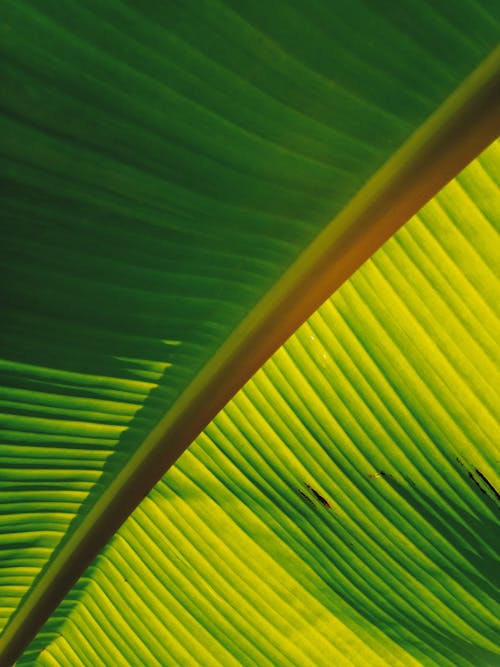 Yellow and Green Banana Leaf