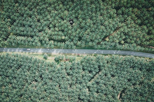 A Road Going through a Dense Forest