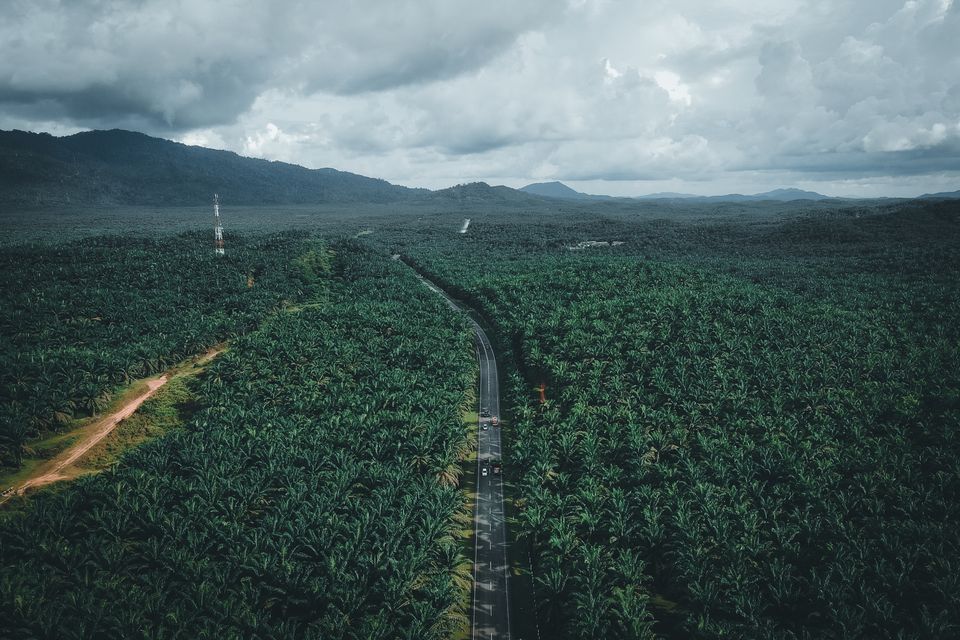 Aerial view of an oil palm plantation in Chukai, Terengganu, with hills on the horizon
