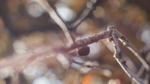 Free stock photo of bokeh, branches, summer
