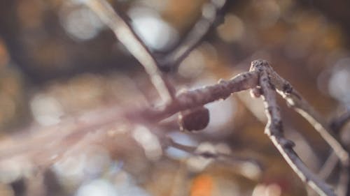 Foto d'estoc gratuïta de arbre, bokeh, branques