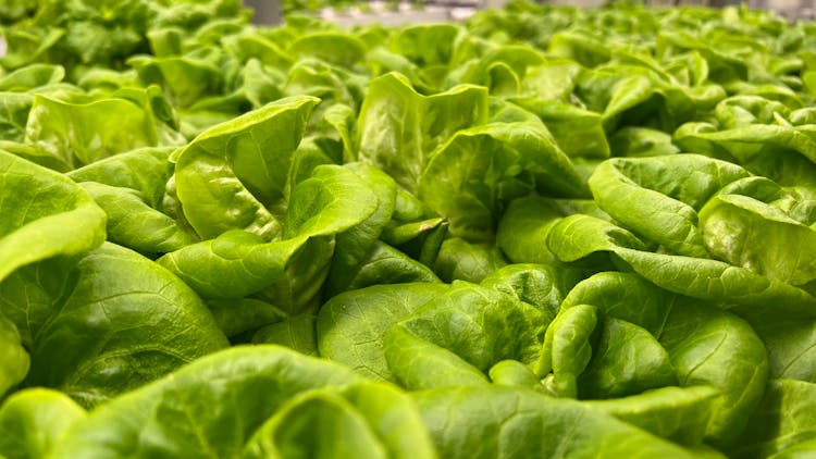 Close Up Of Lettuce