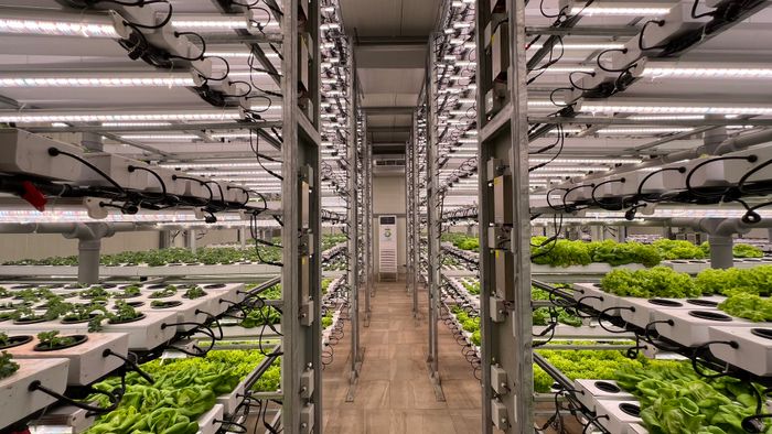 AI-Optimized Vertical Farms